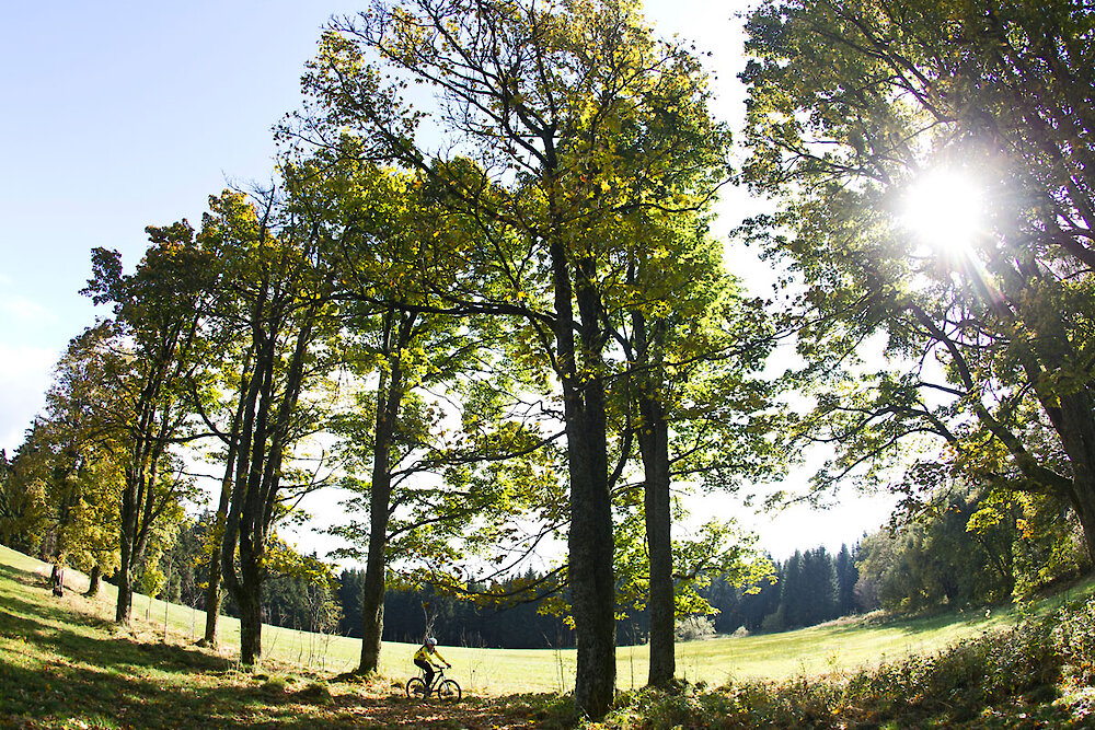 Wandern und Radfahren am Muehlgraben trail St. Engelmar